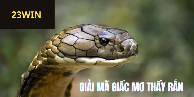 Nằm Mơ Thấy Rắn Bò Vào Nhà 23win là điềm gì?