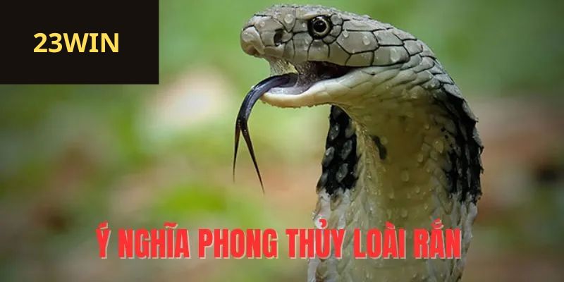 Mơ rắn bò vào phòng khác