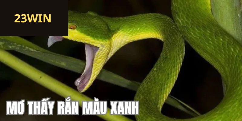 Nằm mơ thấy rắn vào phòng bếp