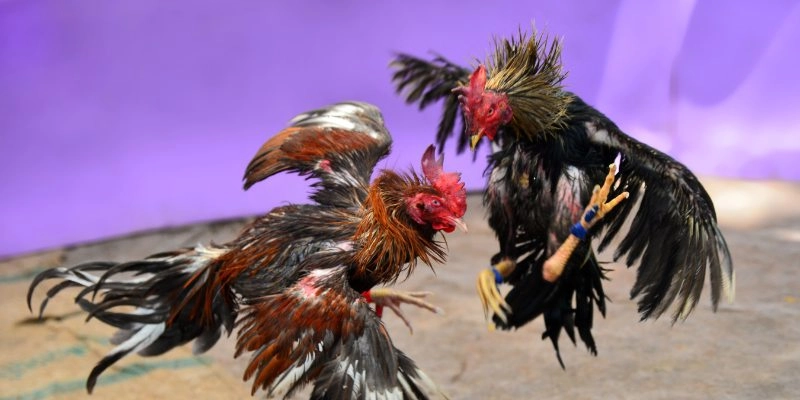 Thể hiện thể lực mạnh mẽ của các chiến kê