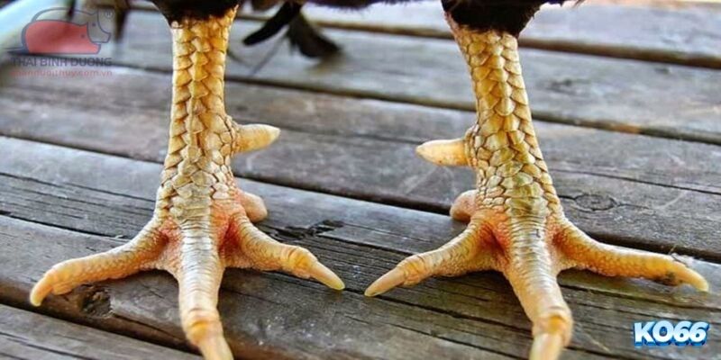 Vảy giúp tăng cường thêm sức đề kháng