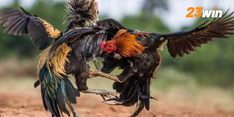 Vảy Phủ Địa 23win: Sự thật ít ai biết về nhân tướng